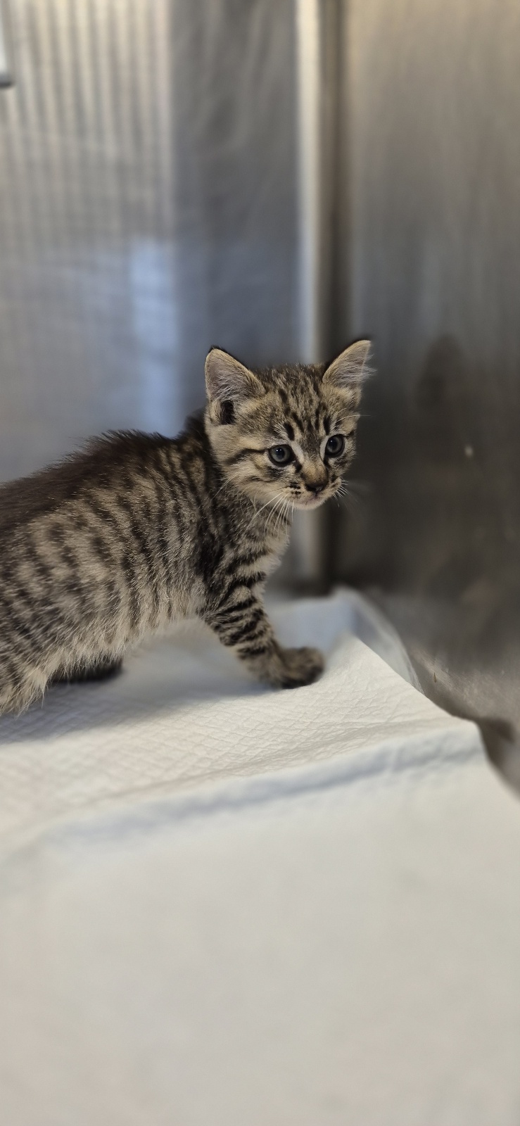 보호중 한국 고양이…